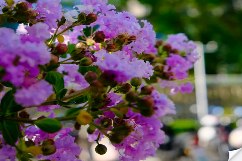 图说CA88|紫薇花开，夏日独属浪漫你get了吗